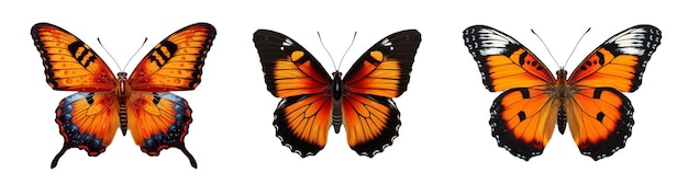 Mariposa coloreada aislada en imágenes prediseñadas blancas