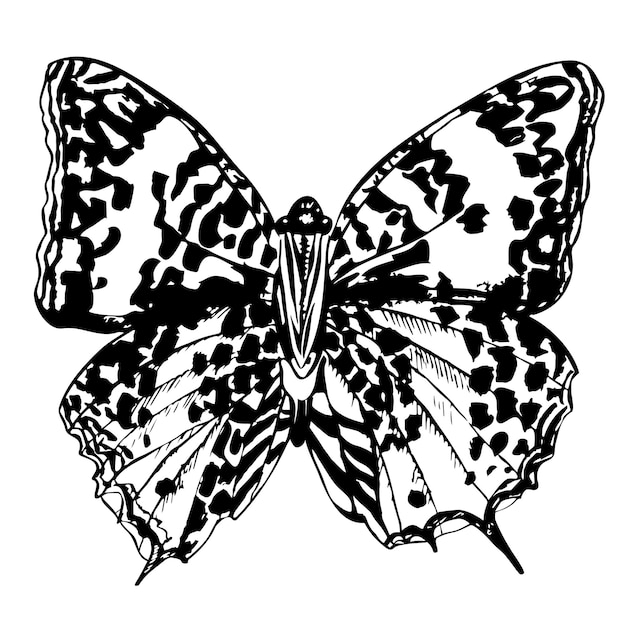 Mariposa detallada dibujada a mano. Aislado sobre fondo blanco, insecto vector, ilustración monocromática