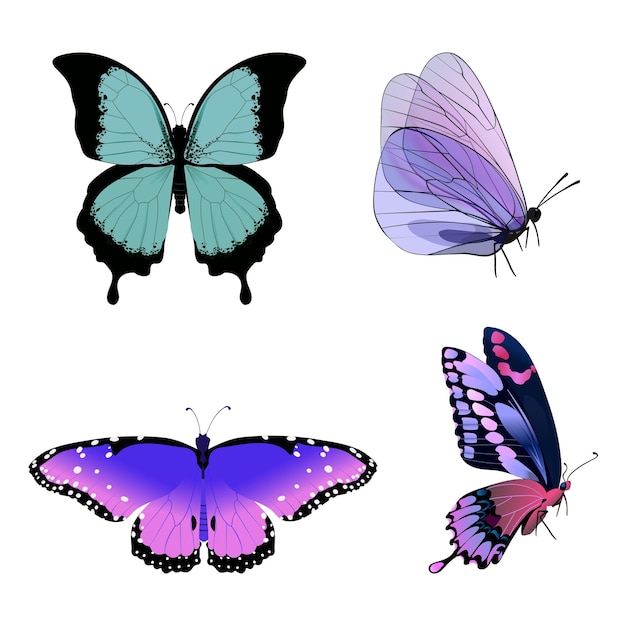 Mariposa diferente en gráficos vectoriales conjunto de mariposa brillante sobre un fondo blanco aislado