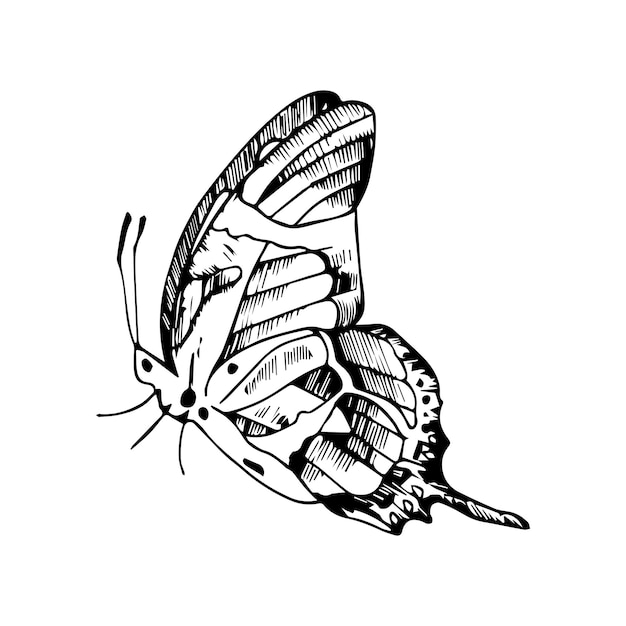 Mariposa con icono de tira. Ilustración de esquema de mariposa con icono de vector de tira para web