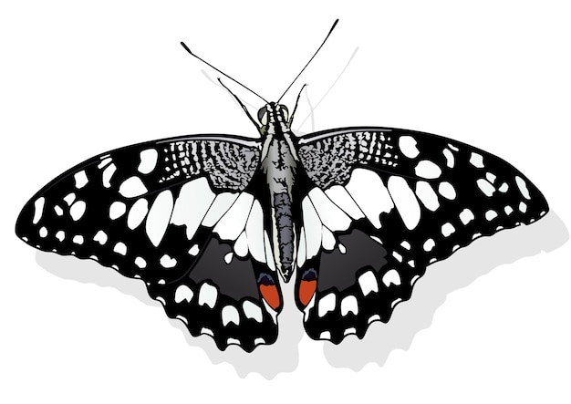 Mariposa de lima papilio demoleus