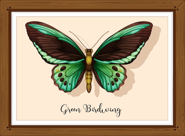 Mariposa en marco de madera