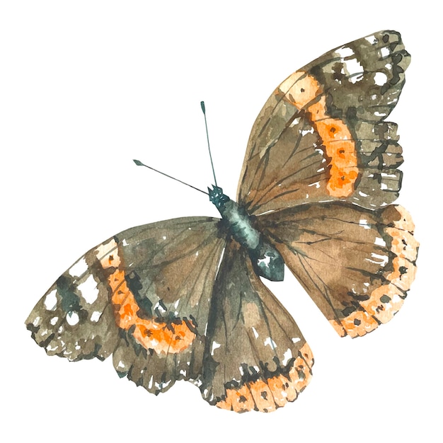 Mariposa marrón acuarela