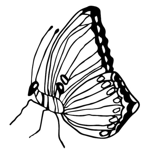 Mariposa monocromática Dibujo en blanco y negro Mariposa vectorial aislada sobre un fondo blanco