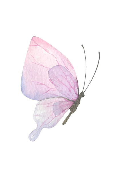 Mariposa púrpura Ilustración acuarela dibujada a mano Objeto aislado sobre un fondo blanco para decoración y diseño