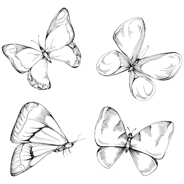 Mariposa sketch insectos dibujo ilustración