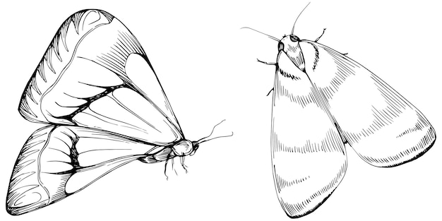 Mariposa sketch insectos dibujo ilustración