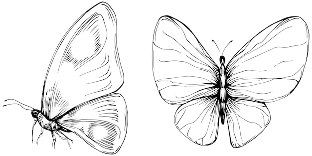 Mariposa sketch insectos dibujo ilustración