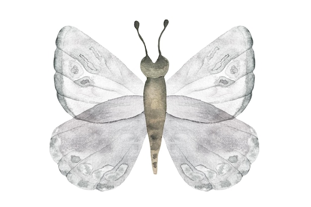 Mariposas de acuarela tiernas blancas Ilustración de mariposa blanca brillante