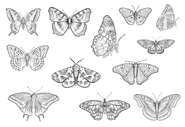 Mariposas vectoriales de contorno dibujadas a mano, estilo de tinta de tatuaje detallado, ilustración grabada realista
