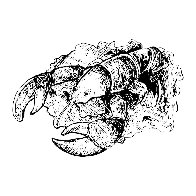Mariscos dibujados a mano