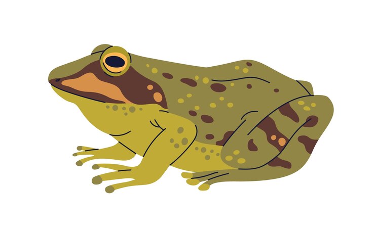 Vector marsh rana, animal anfibio. rana europea con piel multicolor manchada. pelophylax ridibundus, vista lateral de ranita manchada. ilustración de vector gráfico plano aislado sobre fondo blanco.