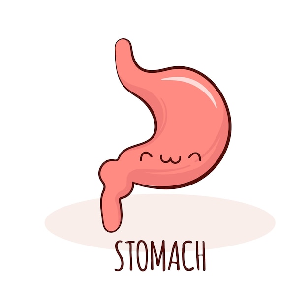 Mascota de dibujos animados de personaje de estómago con cara divertida Tarjeta de entrenamiento de anatomía humana de estómago