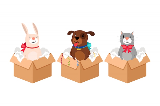 Mascotas en cajas