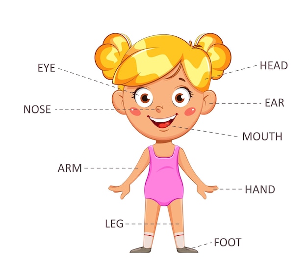 Material educativo para el cuerpo de la niña