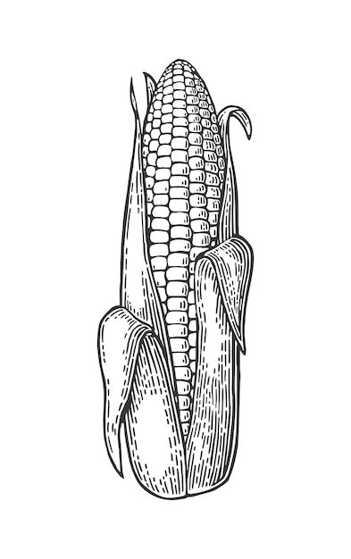 Mazorca madura de hojas semiabiertas de maíz ilustración de grabado vintage vectorial aislado sobre fondo blanco