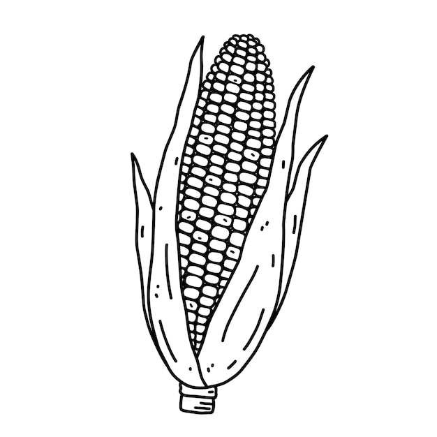 Mazorca de maíz aislada sobre fondo blanco ilustración de garabato dibujado a mano de alimentos saludables orgánicos