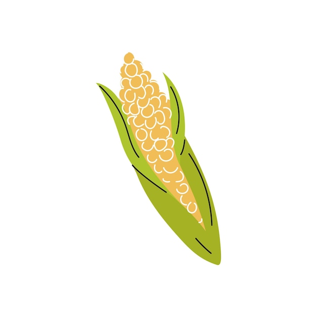 Mazorca de maíz aislado sobre fondo blanco Vector imagen plana