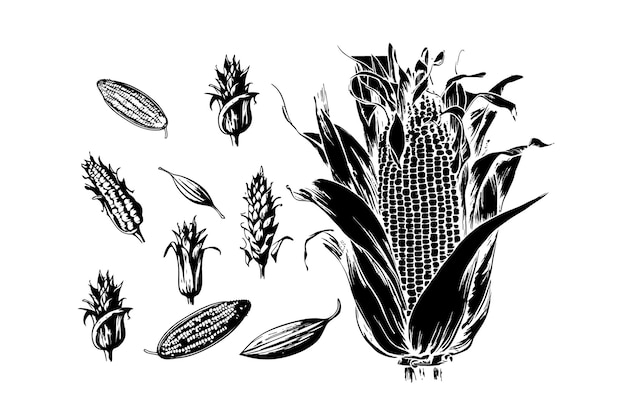 Mazorca de maíz con granos de maíz y hojas verdes Color negro en estilo boceto Ilustración vectorial