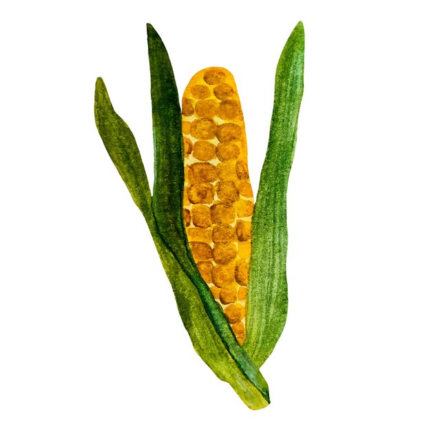 Vector mazorca de maíz con hojas verdes