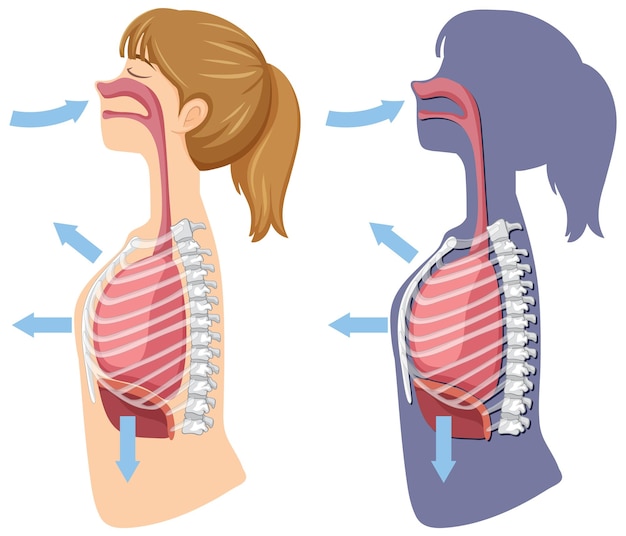Vector mecanismo de respiración inhalar y exhalar