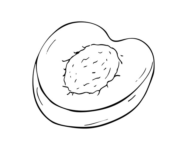 Media albaricoque Fruta dibujada a mano Ilustración aislada sobre fondo blanco