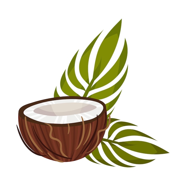 Vector medio pedazo de coco con hojas aisladas en fondo blanco ilustración vectorial concepto de ingrediente cosmético natural