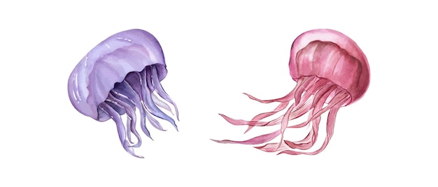 Medusas Ilustración dibujada a mano en acuarela de medusas Medusas azules y rosas Animales marinos venenosos Peces submarinos Para la etiqueta del logotipo de diseño de acuarios