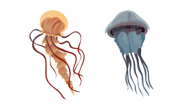 Medusas y medusas marinas como animales marinos nadadores libres con campanas en forma de paraguas y tentáculos traseros
