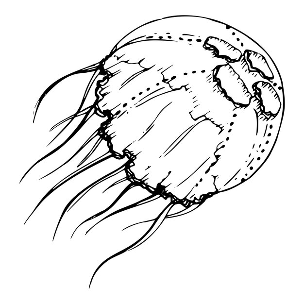 Medusas tentáculos vida marina océano criatura submarina animal tinta y pluma boceto mano