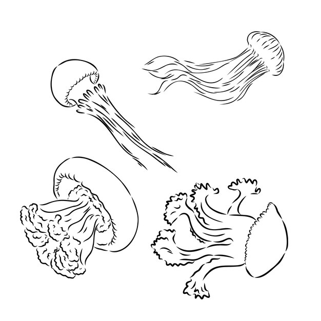 Medusas vector dibujado a mano ilustración de medusas sobre fondo aislado en estilo de esquema drawi