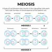 Vector la meiosis