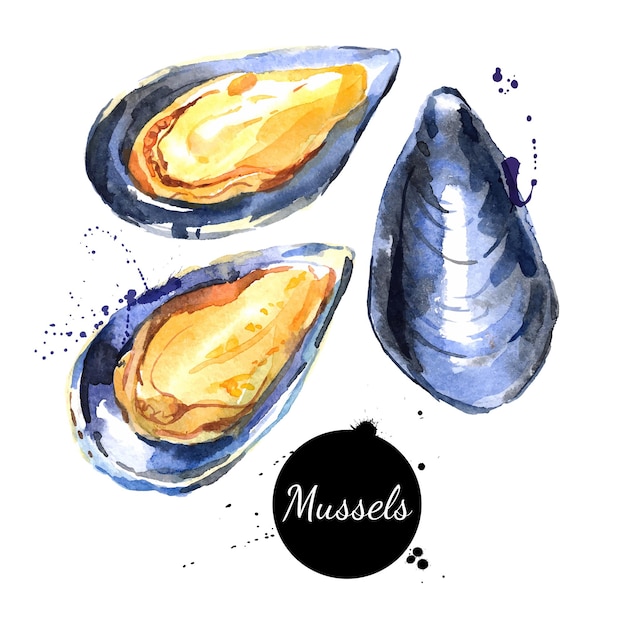 Mejillones frescos dibujados a mano de acuarela ilustración de vector natural orgánico aislado sobre fondo blanco