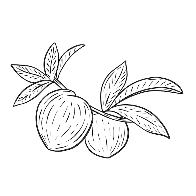 Melocotones en rama con follaje grabado a mano vintage Bosquejo negro de frutas exóticas tropicales