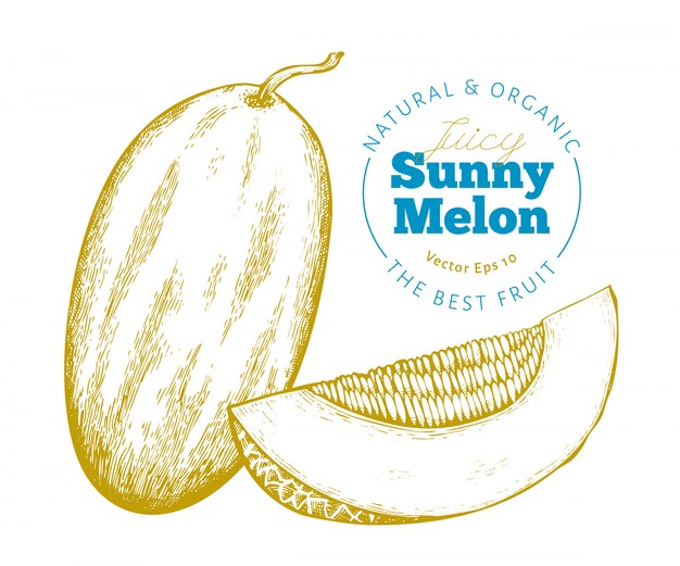 Melón entero y un trozo de melón. dibujado a mano vector ilustración de frutas exóticas. fruta de estilo grabado. ilustración botánica de la vendimia.