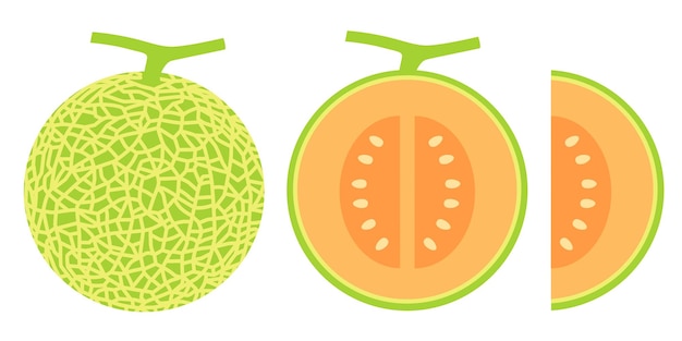 Melón melón fruta vector ilustración 10