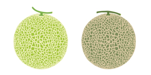 Melón melón fruta vector ilustración 10
