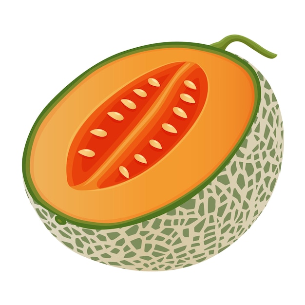 Melón melón fruta vector ilustración 10
