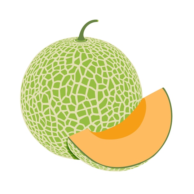 Melón melón fruta vector ilustración 10