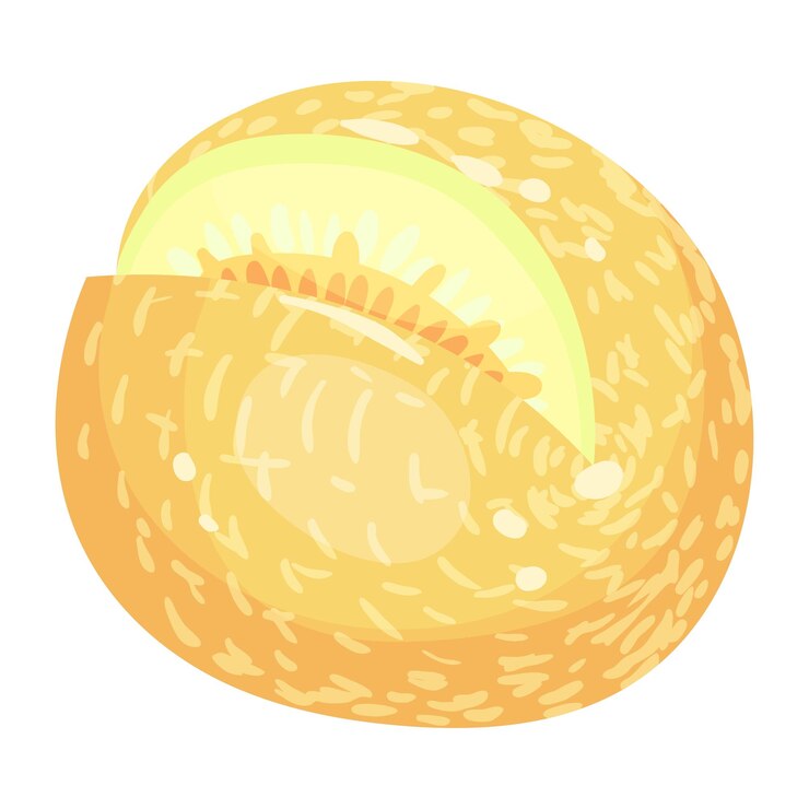 Vector melón redondo con una ilustración de vector de hendidura sobre fondo blanco