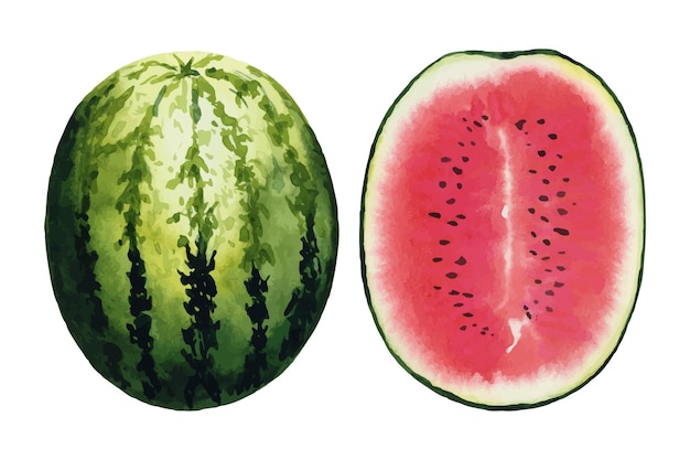 Melones de agua rojos maduros dispuestos con ilustraciones de acuarela dibujadas a mano aisladas sobre fondo blanco Para el diseño de postales tarjetas de felicitación invitaciones textiles impresiones de fondo embalaje