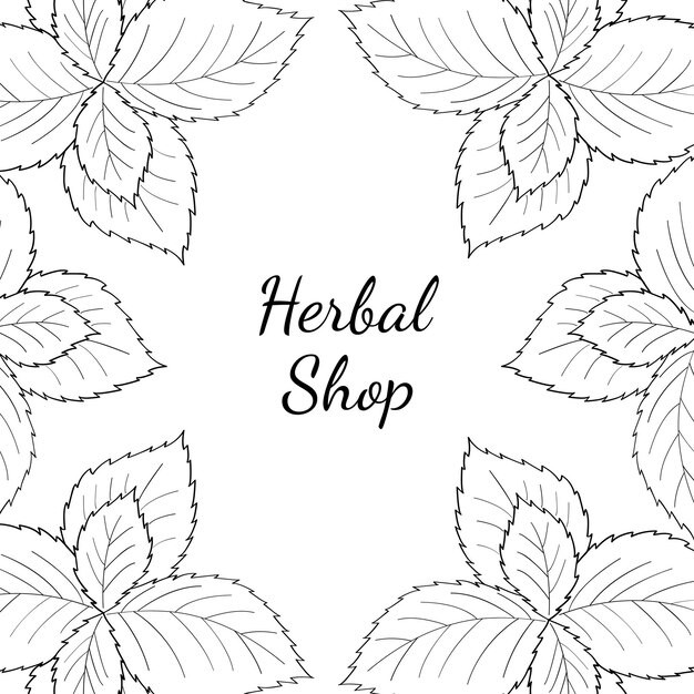 menta de la tienda de hierbas