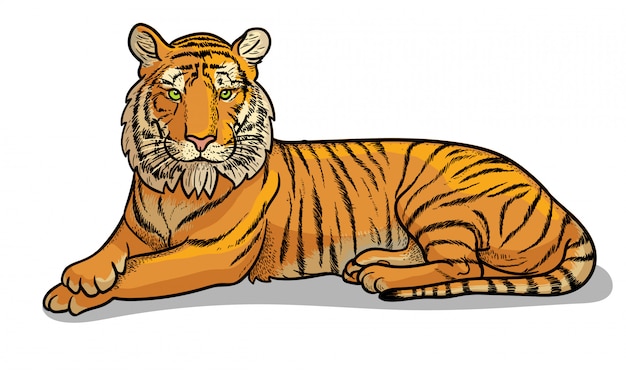 Vector mentira tigre aislado en estilo de dibujos animados. ilustración de zoología educativa, libro para colorear.