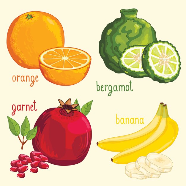 Mezcla de fruta fresca aislada, ilustración vectorial
