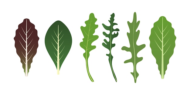Mezcla de hojas de ensalada. Hojas de rúcula, espinacas y lechuga. Ilustración de vector en estilo.