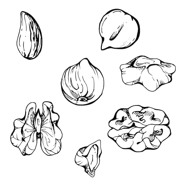 Mezcla de nueces, nueces cortadas a la mitad, almendras, avellanas, dieta saludable, estilo de vida, cocina vegana, vector dibujado a mano.