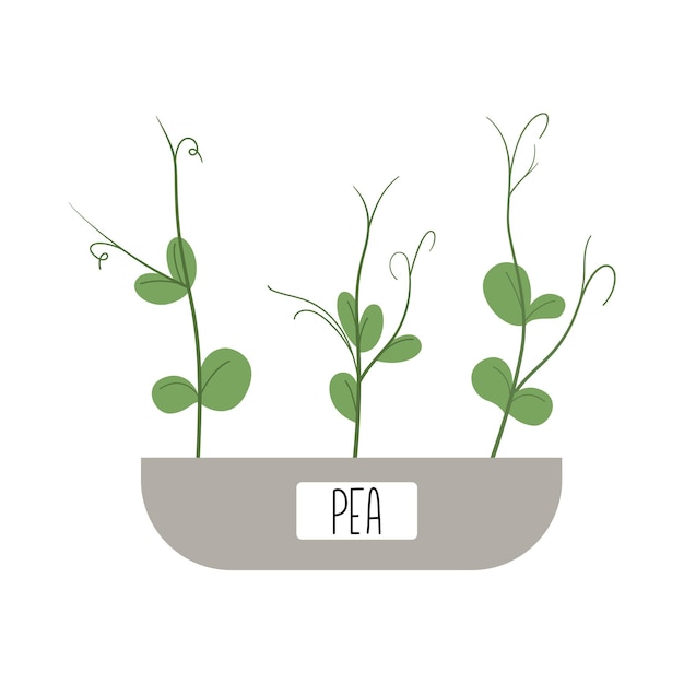 Microgreens de brotes de guisantes dibujados a mano que crecen en una olla en casa con etiqueta