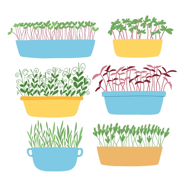 Microgreens dibujados a mano en ollas Ilustración vectorial en estilo plano aislado sobre fondo blanco