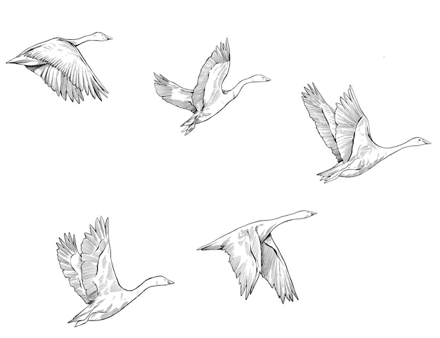 Migración de cisnes