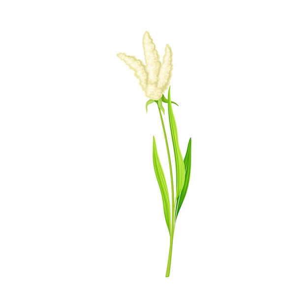 Mijo como cultivo de grano o especie de cereal y hierba cultivada en el tallo con inflorescencias Ilustración vectorial